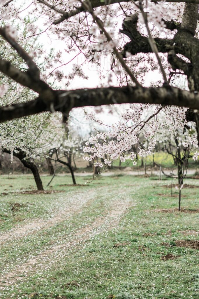 Blooming Trees in Orchard